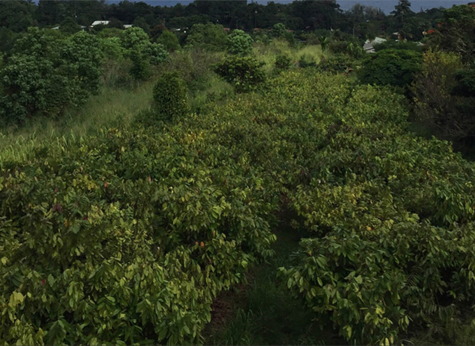 Hawaiian Cacao Farm and Residence Goes Off-Grid with PHI Batteries