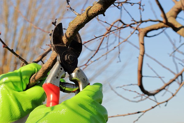 trimming branches